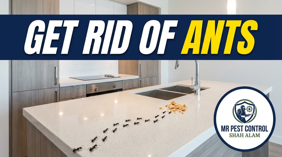 How to Get Rid of Ants in Your Condo Kitchen