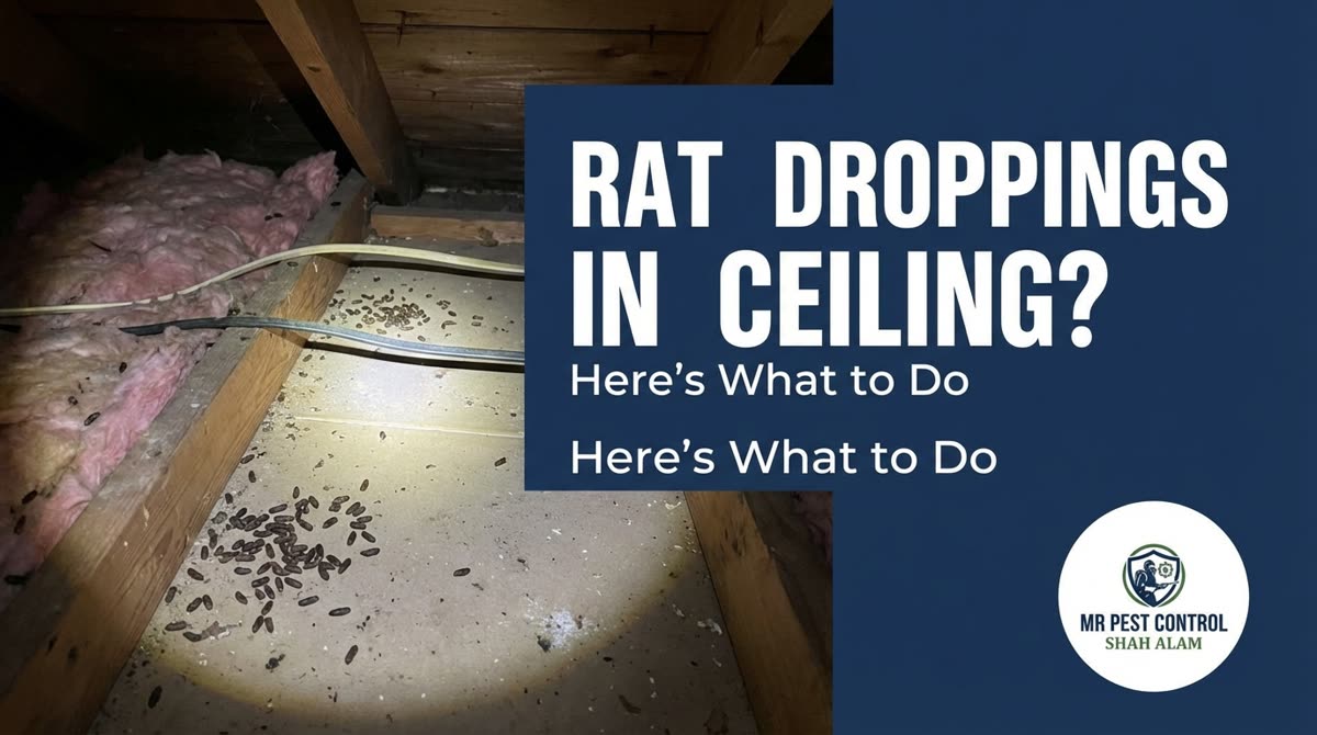 Rat Droppings in Ceiling?