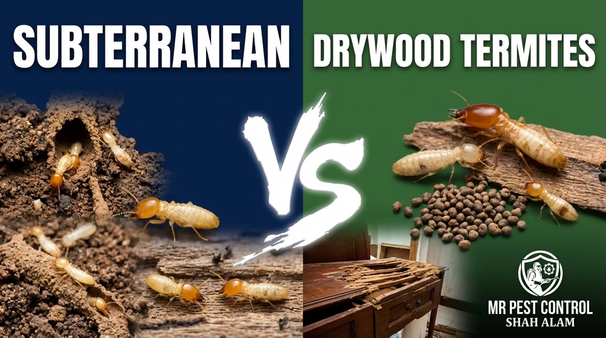 Subterranean vs Drywood Termites